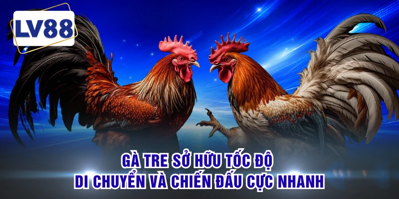 Gà tre sở hữu tốc độ di chuyển và chiến đấu cực nhanh