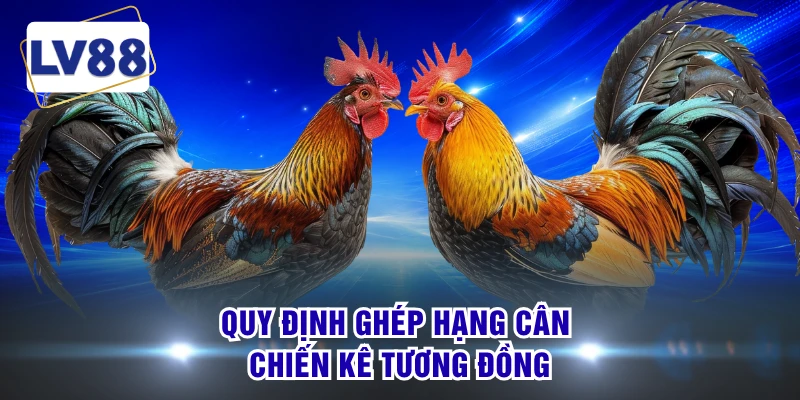 Quy định ghép hạng cân chiến kê tương đồng